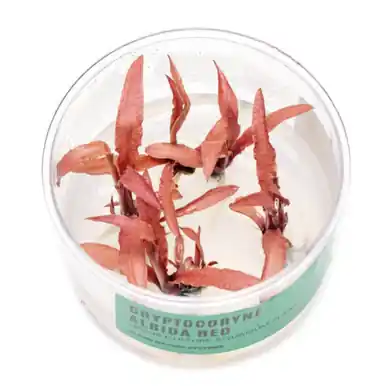 UNS Tissue Culture - Cryptocoryne albida 'Red'