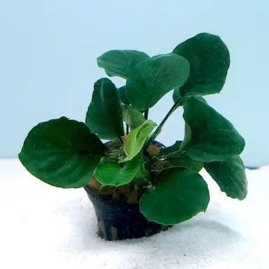 Anubias barteri 'Golden Coin' - UNS