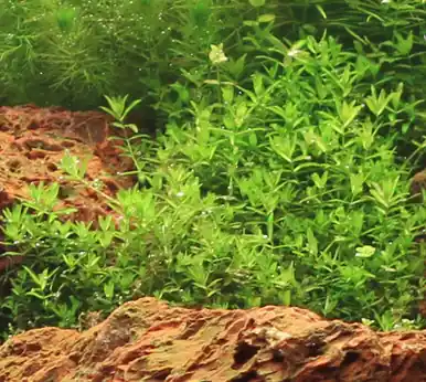 Pearl Weed (Hemianthus micranthemoides) - jermack