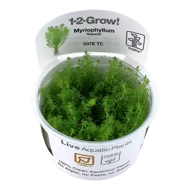 Myriophyllum 'Guyana' 1-2-Grow!