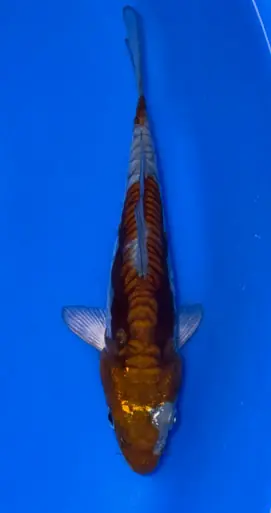 16cm Japanese Imported Doitsu Ochiba - Koshiji - ICF7 - 7