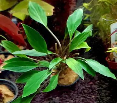 Anubias Congensis 'Mini' - UNS