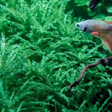 Pogostemon helferi - FFP