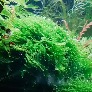 Spiky Moss (Taxiphyllum sp.) - jermack