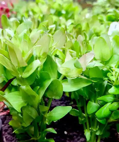 Bacopa caroliniana 'Red' - UNS