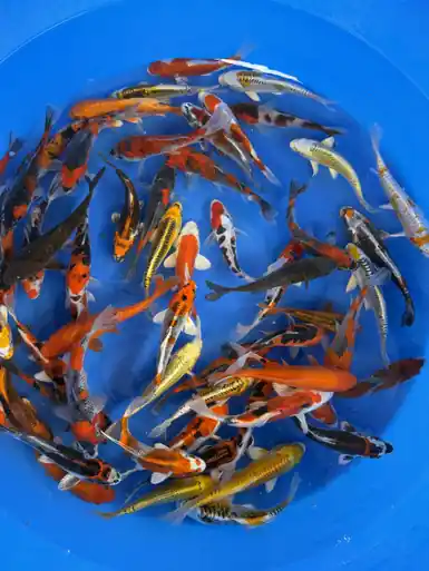 Premium Aokiya Pond Pack 6-8"