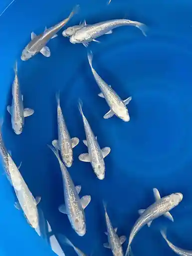 Sakazume Mix Platinum Ogon 4-6" Pond Pack