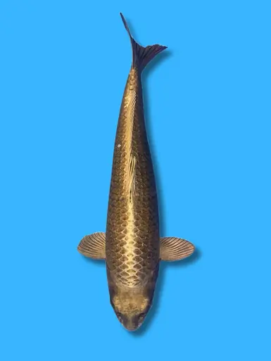 58cm Japanese Imported Kin Kabuto - ICF1 - 19