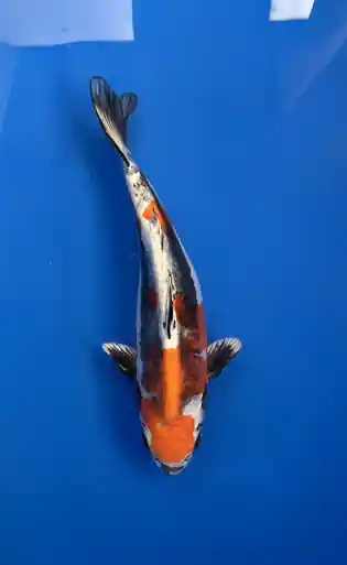 27cm Japanese Imported Beni Kikokuryu- Aokiya - QT9 - 28