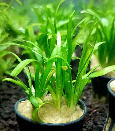 Sagittaria pusillus - UNS