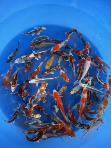 Hosokai Pond Pack 5-6"