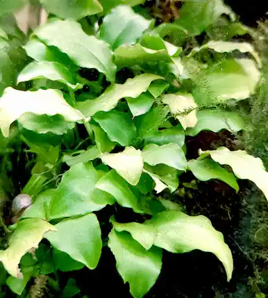 Schismatoglottis prietoi - jermack