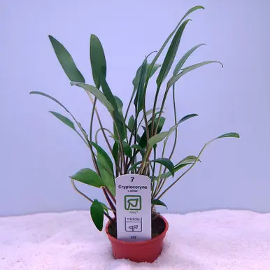 Cryptocoryne x willisii (Tropica)