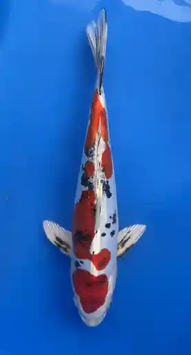 34cm Japanese Imported Beni Kikokuryu- Aokiya - QT9 - 33