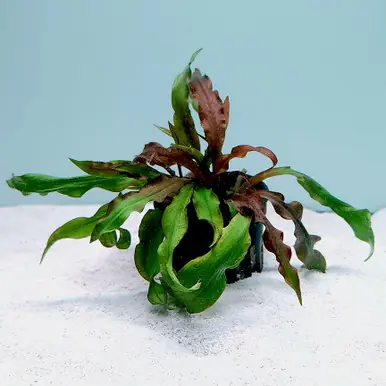 Cryptocoryne albida ‘Costata’ - UNS