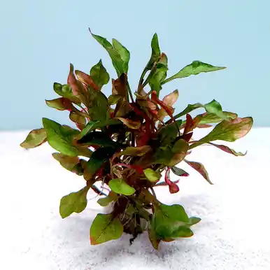 Alternanthera reineckii 'Variegated' - UNS