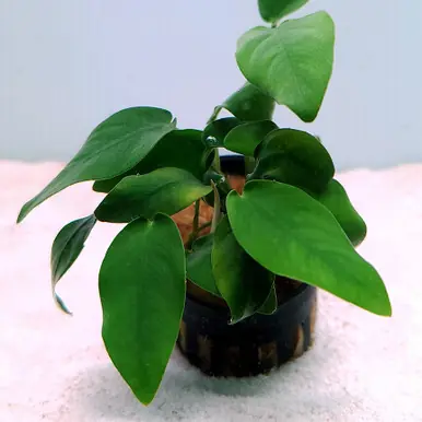Anubias nana 'Bonsai' - UNS