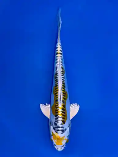 18cm Japanese Imported Yellow Dragon - Aokiya - QT9 - 47