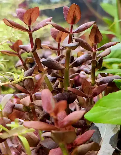 Bacopa salzmannii 'Purple' - jermack