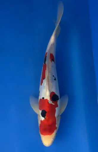 33cm Japanese Imported Doitsu Sanke - Aokiya - QT9 - 42