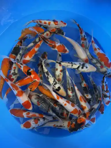 Yoshino Pond Pack 8-10"