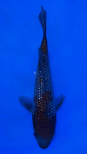 14cm Japanese Imported Ginrin Ochiba - Koshiji - ICF10 - 15