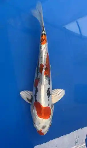 28cm Japanese Imported Beni Kikokuryu- Aokiya - QT9 - 32