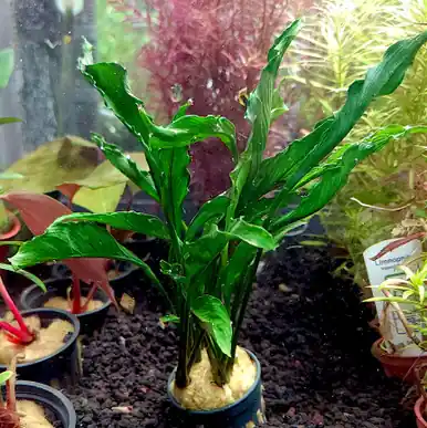 Anubias heterophylla 'Supernova' - UNS