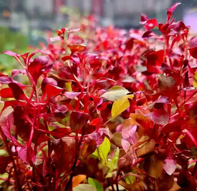 Ludwigia natans 'Super Red' - UNS