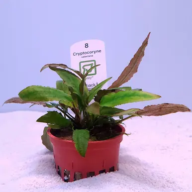 Cryptocoryne usteriana (Tropica)