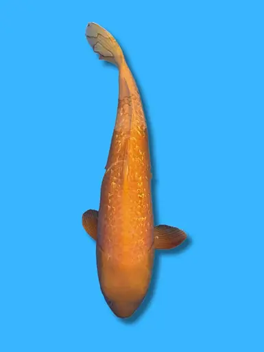 67cm Japanese Imported Ginrin Karashigoi - Maruhiro - ICF1 - 1
