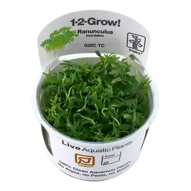 Ranunculus inundatus 1-2-Grow!