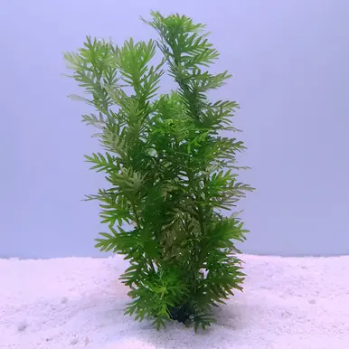 Hottonia palustris - FFP
