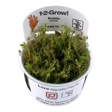 Rotala wallichii 1-2-Grow!