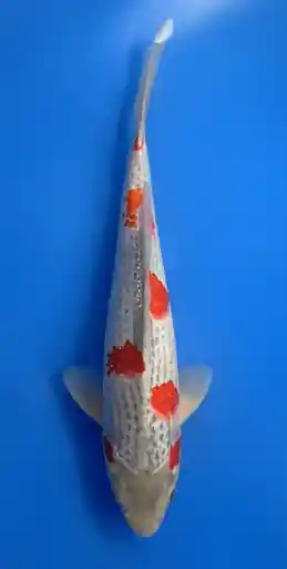 29cm Japanese Imported Goshiki- Aokiya - QT9 - 22