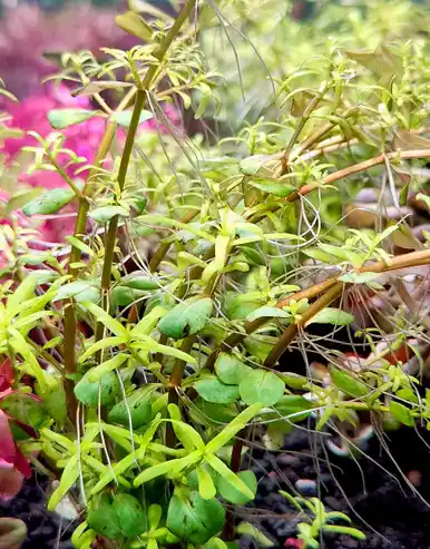 Rotala sp. 'Wayanad' - UNS