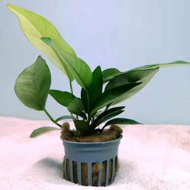 Anubias Nangi (Anubias nana x Anubias gilletii) - jermack