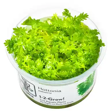 Hottonia palustris 1-2-Grow!