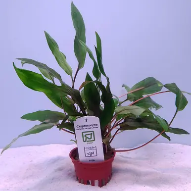 Cryptocoryne 'Broad Leaves' (Tropica)