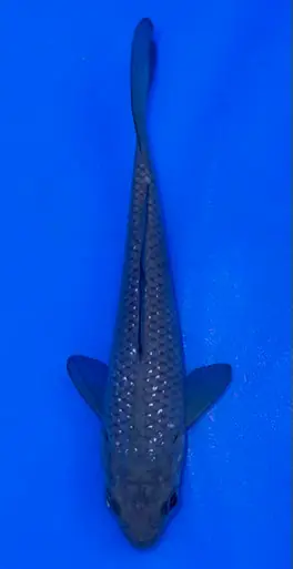 12cm Japanese Imported Pearlscale Soragoi -Koshiji - ICF10 - 11