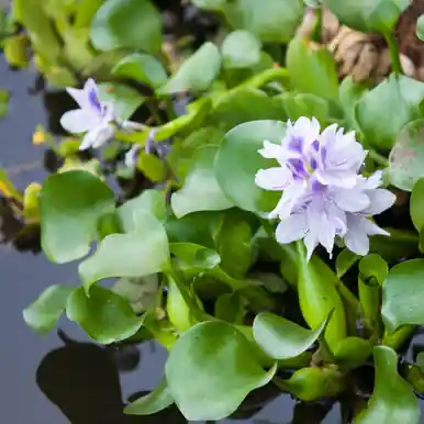 Water Hyacinth - FFP