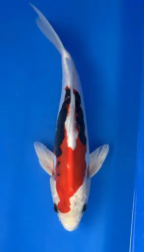 27cm Japanese Imported Beni Kumonryu- Aokiya - QT9 - 36