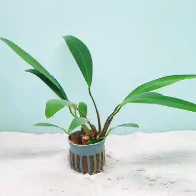 Anubias Lanceolata - jermack