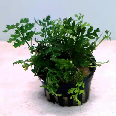 Mini Bolbitis (Bolbitis heteroclita 'Difformis') - UNS