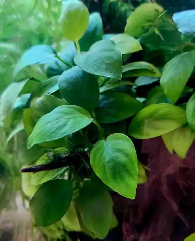 Anubias barteri 'Nana' - UNS