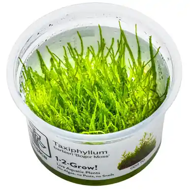 Taxiphyllum barbieri 1-2-Grow!