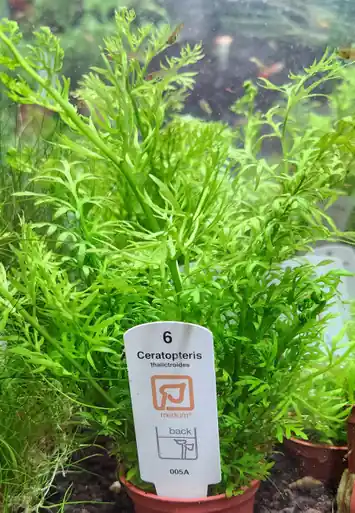 Water Sprite (Ceratopteris thalictroides) (Tropica)