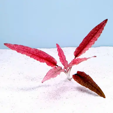 Cryptocoryne wendtii 'Pink Panther' - FFP