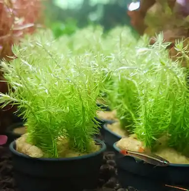 Mayaca fluviatilis - UNS