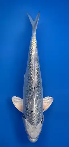 30cm Japanese Imported Ginrin Ginga - Aokiya - QT9 - 4